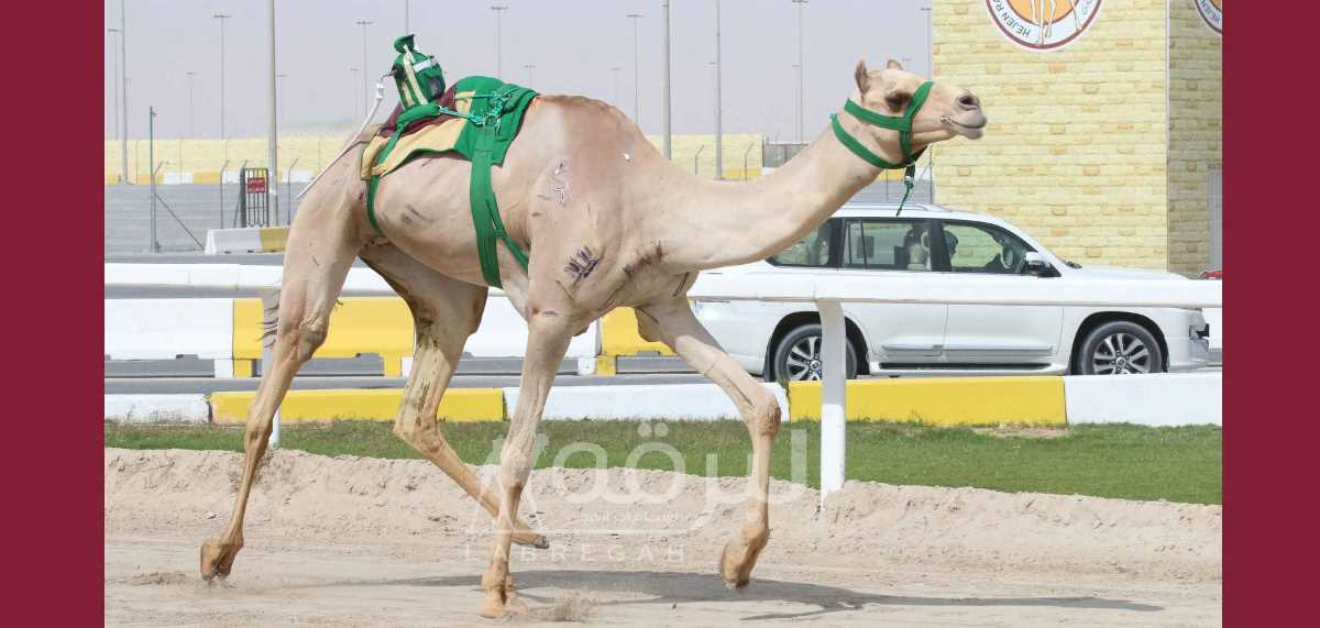 شعار صاحب السمو الملكي الأمير عبدالعزيز بن سعود يتسيد رئيسي الحيل