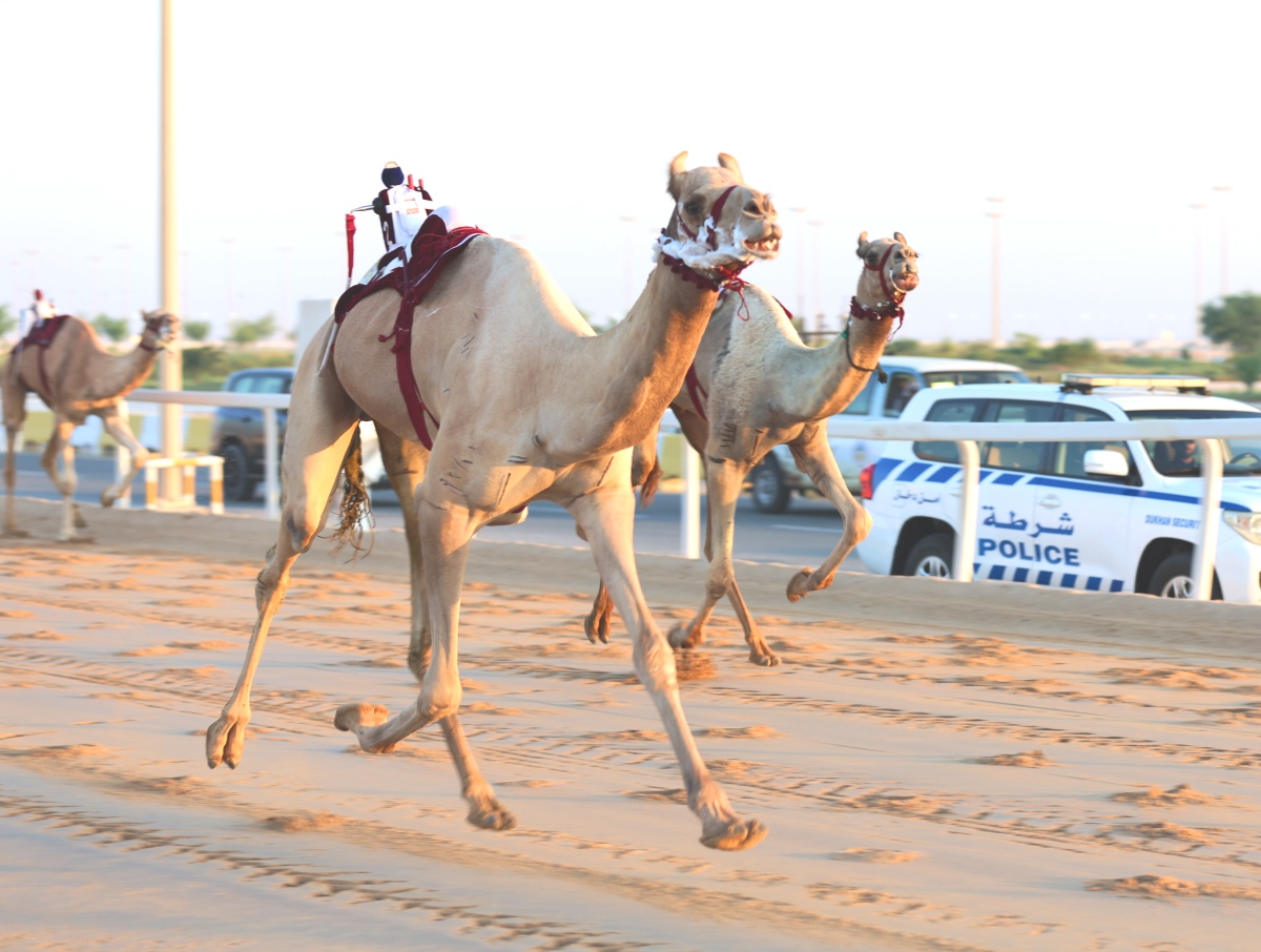 هجن الشحانية تسيطر على نواميس الحيل والزمول