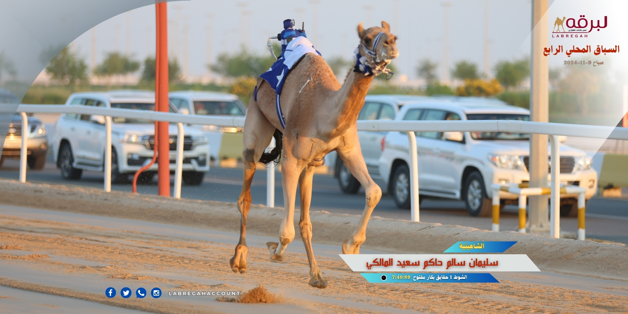 650 مطية وقعوداً خاضت المعارك المثيرة على نواميس الجذاع العامة