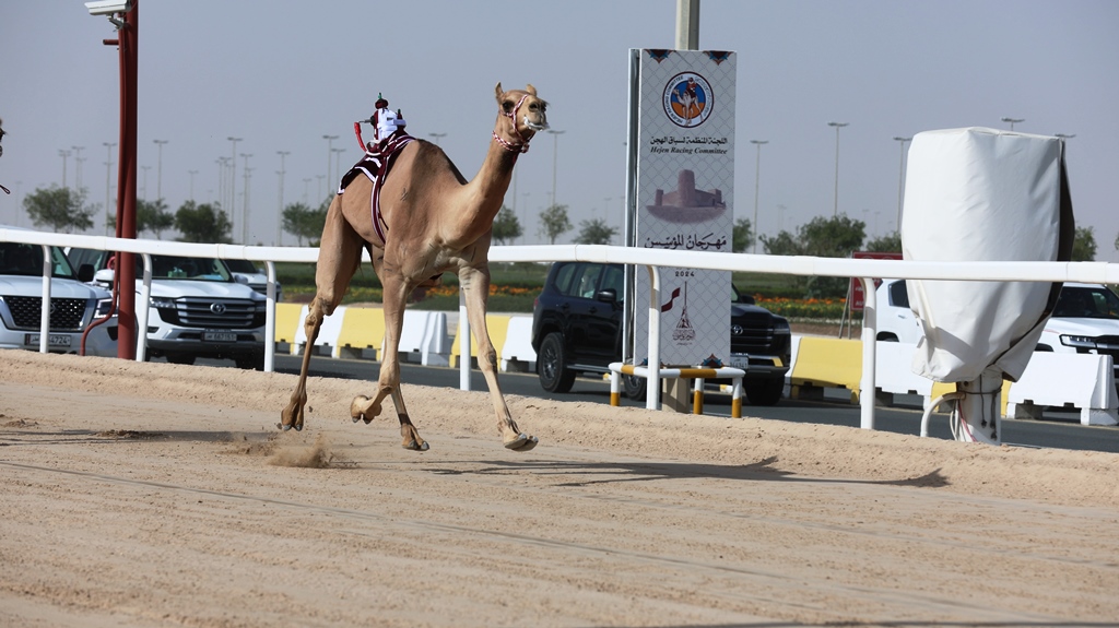 هجن الشحانية تواصل التألق بمهرجان المؤسس