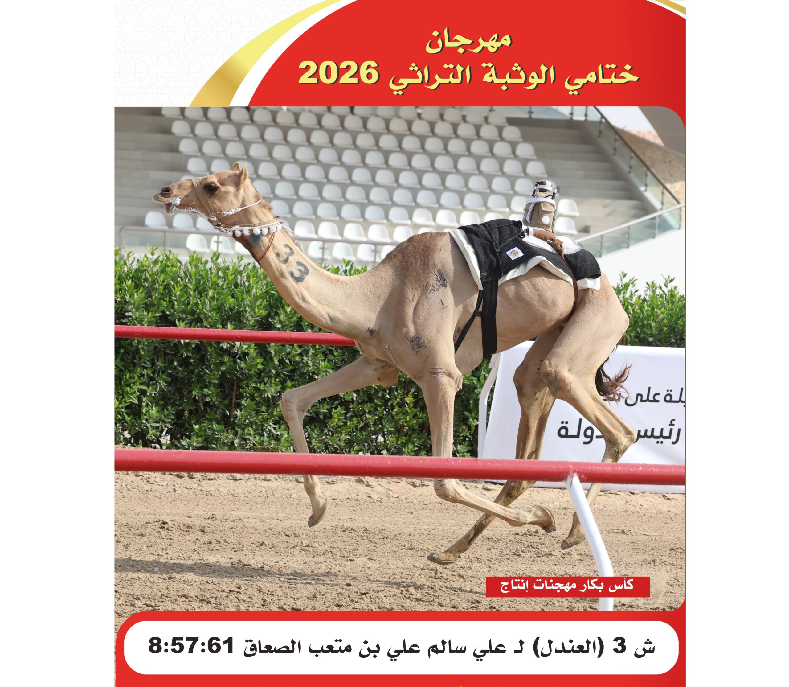 الهجن القطرية تواصل تألقها في مهرجان ختامي الوثبة